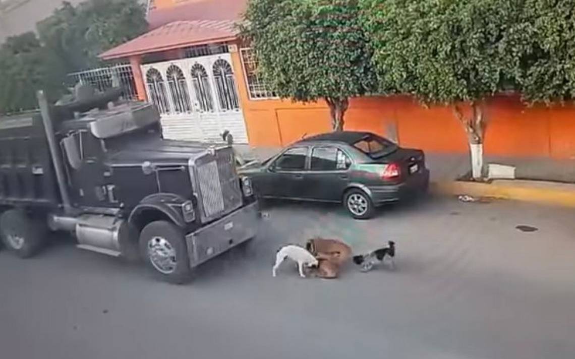 Perritos Son Atropellados Sin Piedad Por Camionero En Queretaro El Sol De Durango Noticias 1014